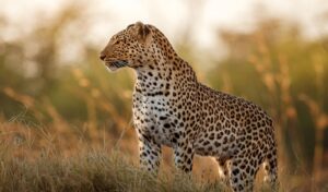 Changement climatique sur la faune mondiale L’impact